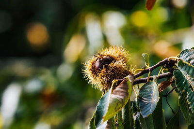 Close-up of chestnut on tree