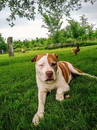 View of a dog on field