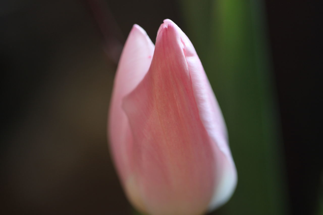 CLOSE-UP OF PINK TULIPS
