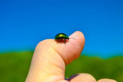 Close-up of ladybug on hand