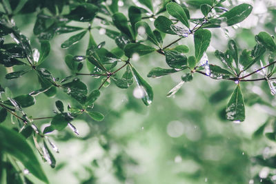 Close-up of raindrops on leaves