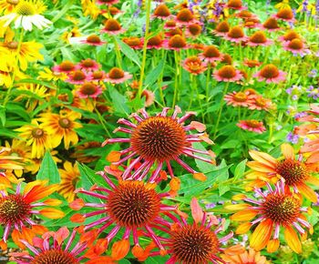 Close-up of red flowering plants on field