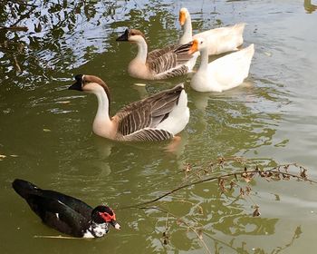 High angle view of ducks swimming on lake