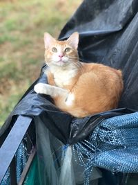 Portrait of cat sitting outdoors