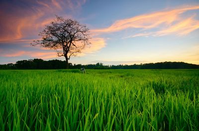 Scenic view of agricultural field against sky during sunset