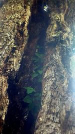 Close-up of tree trunk against rock formation