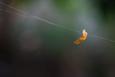 Close-up of spider web on plant