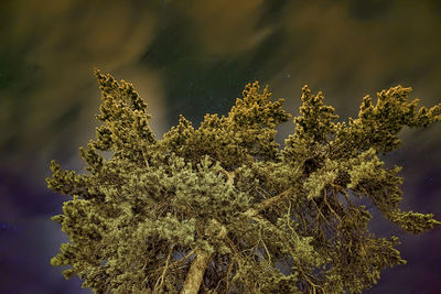 Close-up of tree against sky