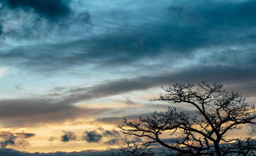 Low angle view of silhouette tree against dramatic sky