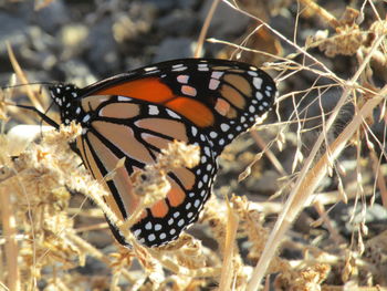 Close-up of butterfly on plant