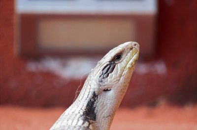 Close-up of lizard