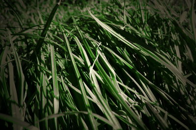 High angle view of grass growing on field