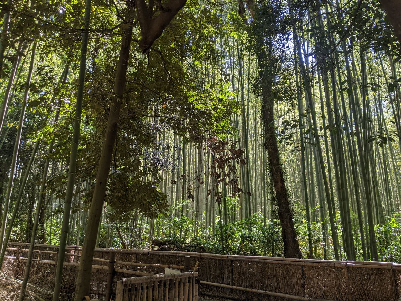 tree, plant, forest, natural environment, land, growth, tranquility, nature, beauty in nature, woodland, tree trunk, bamboo - plant, trunk, no people, green, jungle, bamboo, sunlight, bamboo grove, leaf, tranquil scene, day, low angle view, outdoors, scenics - nature, non-urban scene, wood, rainforest, architecture, environment, lush foliage, grove, landscape, autumn, foliage, idyllic