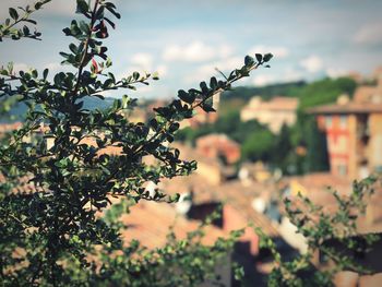 Plant growing on tree against building