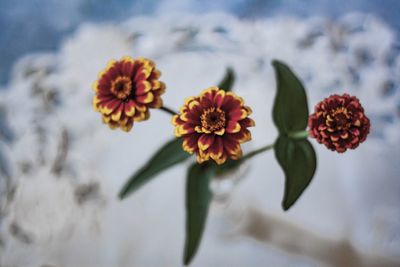 Close-up of flowering plant