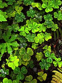 Full frame shot of raindrops on leaves on field