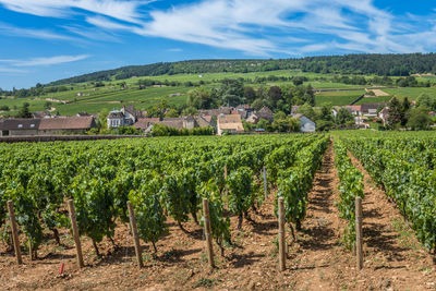 Scenic view of vineyard against sky