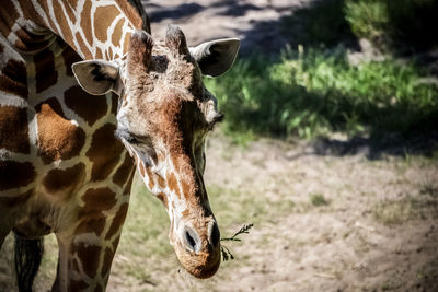 Close-up of a giraffe