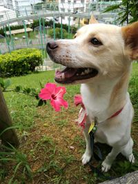 Close-up of dog with flowers