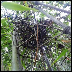 Low angle view of bamboo trees in forest