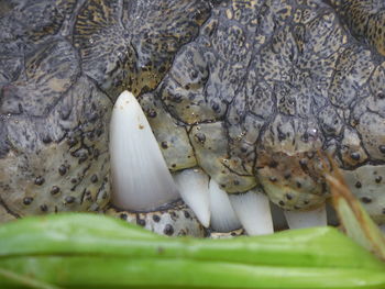 Close-up of mushrooms