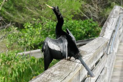 View of bird perching on wood