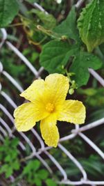 Close-up of yellow flower