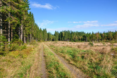 Panoramic shot of road amidst trees against sky
