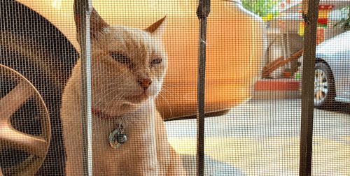 Close-up portrait of a cat