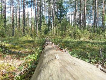 Cat on tree in forest