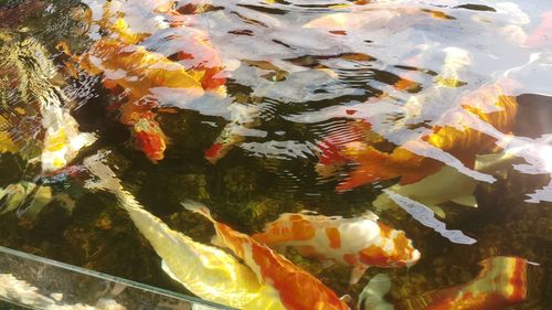 View of koi fish in sea