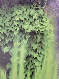 Close-up of green leaves on wall