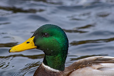 Close-up of a duck
