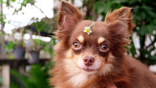 Close-up portrait of a dog