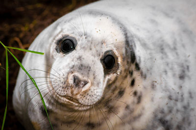 Close-up portrait of a animal