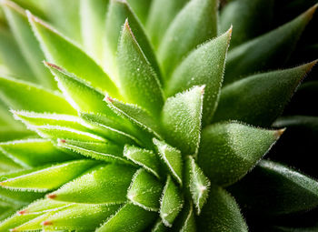 High angle view of succulent plant