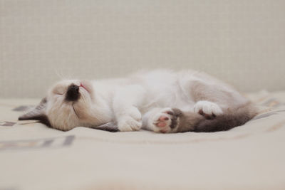 Cat sleeping