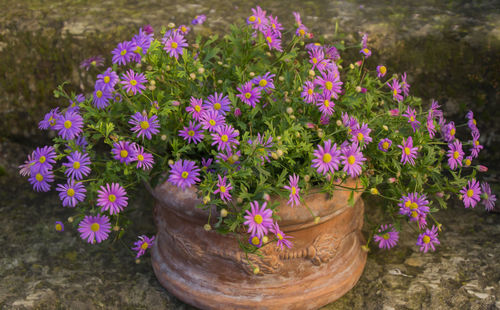 Flowers blooming outdoors