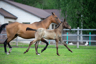 Horses running in farm