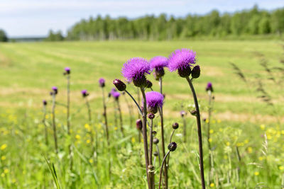 Close-up of purple flowering plant in field