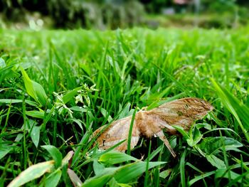 Close-up of insect on grass in field