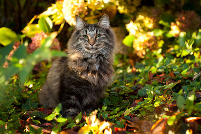 Close-up of cat on plants