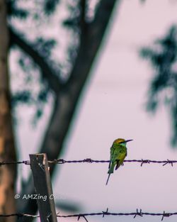 Low angle view of bird perching on branch against sky