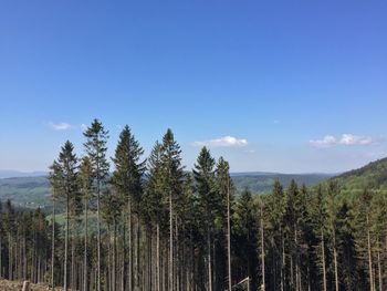 Panoramic view of trees against sky