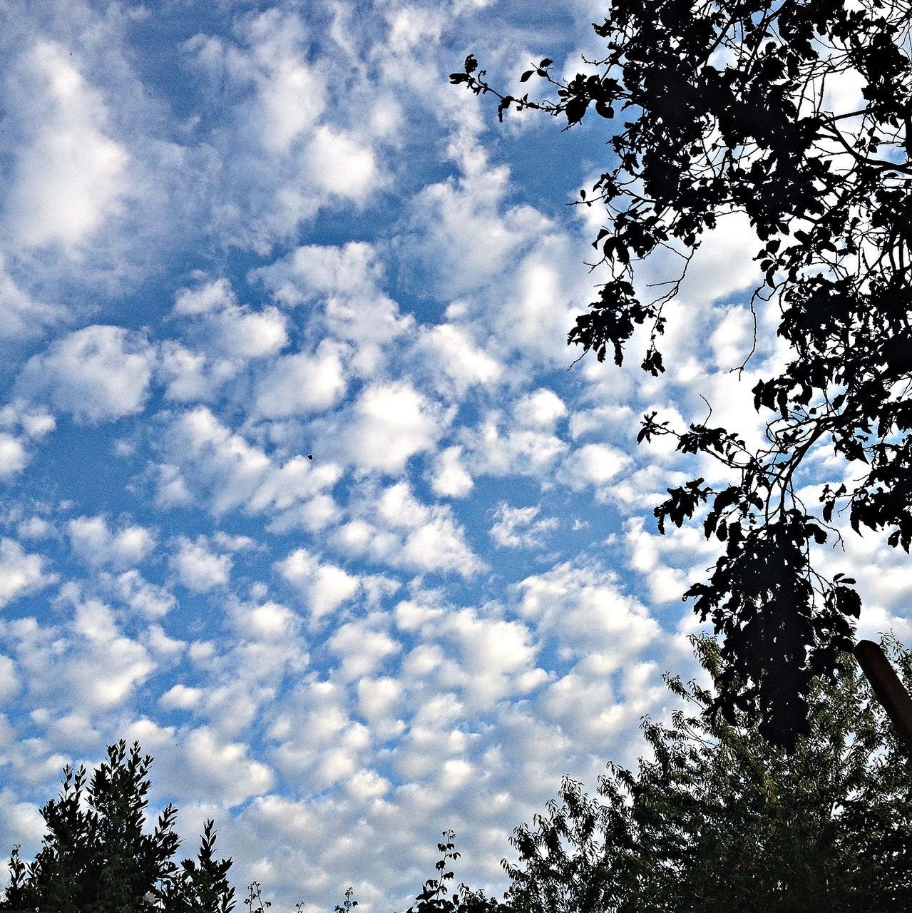 low angle view, tree, sky, cloud - sky, beauty in nature, nature, tranquility, cloudy, silhouette, scenics, branch, cloud, growth, treetop, tranquil scene, high section, day, blue, outdoors, no people