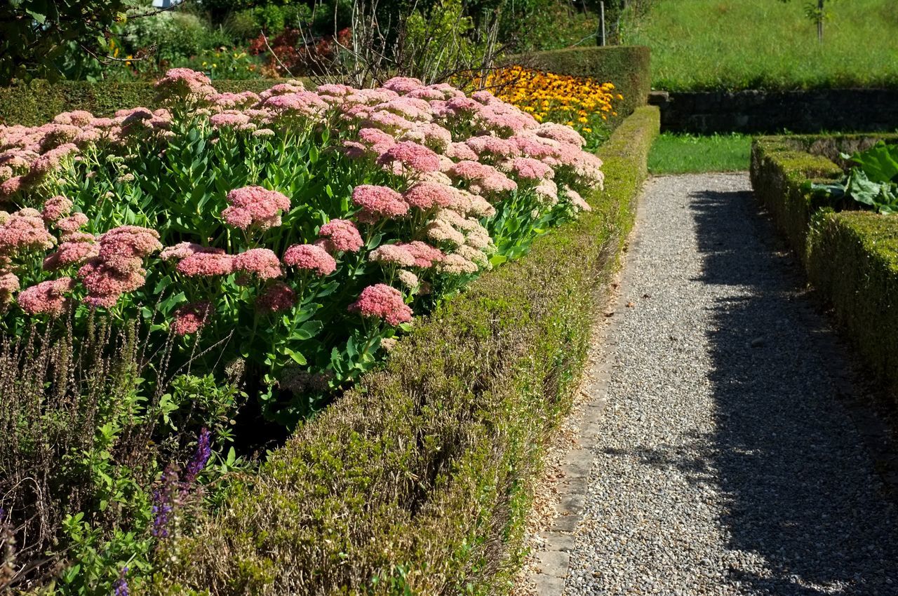 PINK FLOWERS ON FOOTPATH