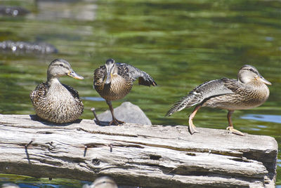 Ducks on a lake