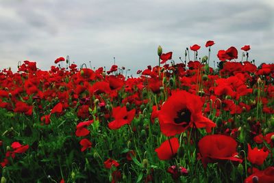 Close-up of poppy flowers blooming on field against sky