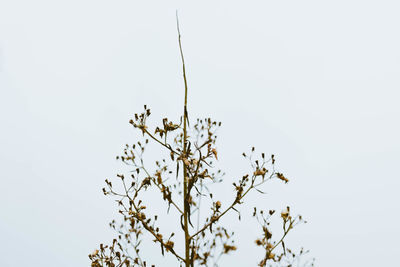 Low angle view of flower tree against clear sky