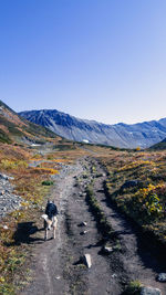View of dog on mountain against sky